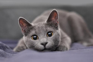 俄罗斯蓝猫一窝能生几只小猫