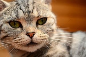 猫蠕形螨怎么治疗 猫蠕形螨治疗方法