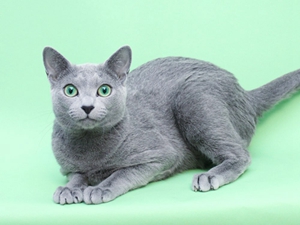 俄罗斯蓝猫繁殖要注意哪些问题 俄罗斯蓝猫注意事项