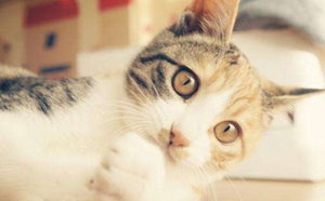 猫咪鼻炎有什么症状 猫咪鼻炎症状介绍