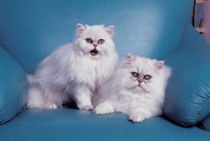 怎么帮助蒂凡尼猫抚育幼猫 蒂凡尼猫幼猫抚育方法