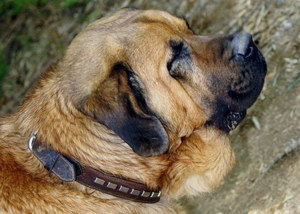 马士提夫犬怎么自制狗粮 马士提夫獒犬自制狗粮配方介绍