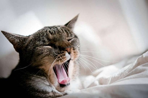 猫咪牙周炎吃什么药 牙周炎用药介绍
