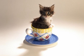 茶杯猫拉稀怎么回事 茶杯猫拉稀原因