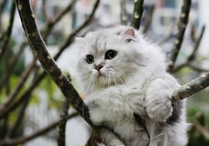 金吉拉猫幼猫用什么奶粉喂养