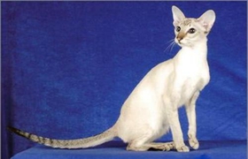 重点色短毛猫过敏有什么症状 重点色短毛猫过敏症状介绍