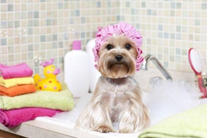 狗狗不肯洗澡怎么办