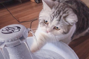 怎么给小猫喂水