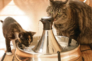 猫猫不爱喝水怎么办