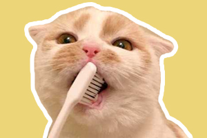 猫猫怎么刷牙