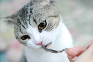 如何给猫猫换猫粮