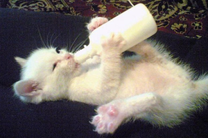 怎么给小猫喂奶