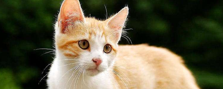 猫膀胱炎分别是什么 猫膀胱炎有这么多，你家猫是哪种？