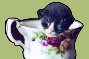 茶杯猫幼崽吃什么