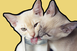 猫不喝水怎么办
