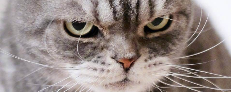 干性猫传腹什么症状 猫传腹会传染给人类吗