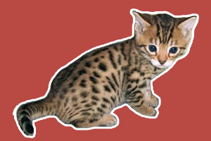 孟加拉豹猫吃什么