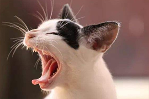 小猫换牙期间吃什么