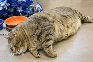 怎样给猫咪减肥