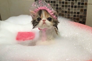 给猫咪洗澡的注意事项有哪些