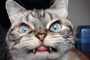 小猫换牙期间注意事项有哪些
