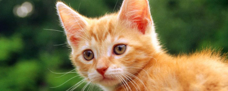 猫可以吃避孕药吗 是药三分毒，不要害了你的猫咪！