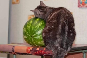 猫咪不能吃的水果有哪些