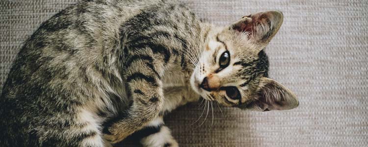 猫咪流产什么症状表现 猫咪早期流产什么症状