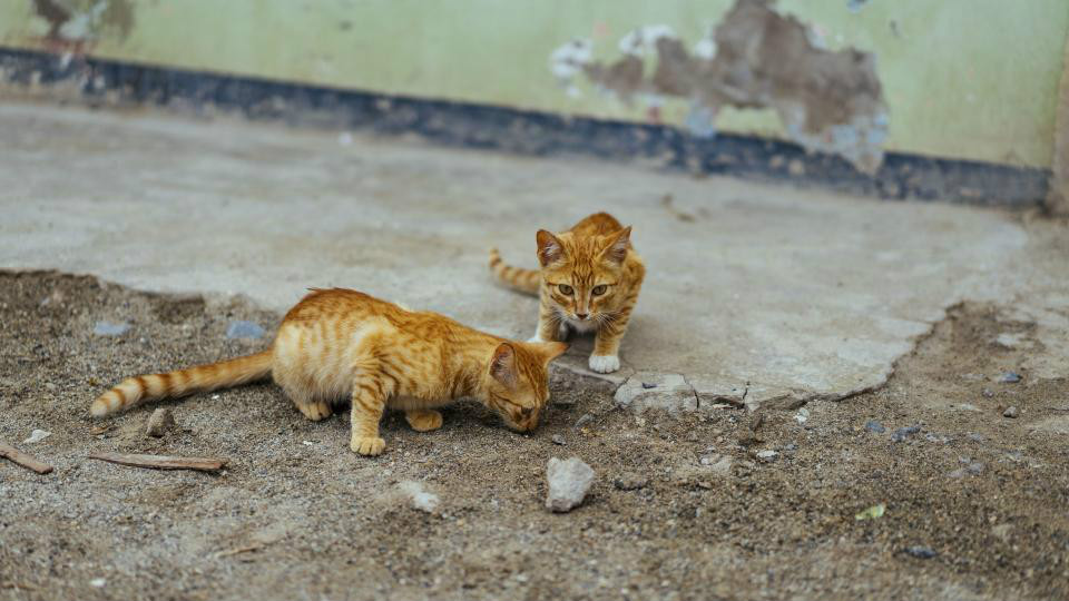 猫66天不生怎么办