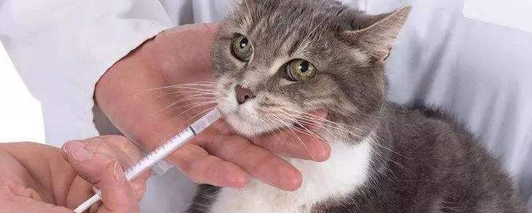 在家怎么给猫打针 给猫打针的手法及注意事项