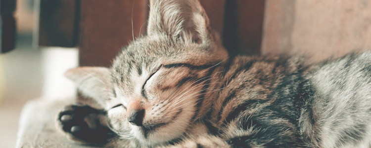 猫黄曲霉素中毒症状 夏季高发期如何避免