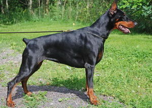 杜宾犬怎么美容 德国杜宾犬美容方法