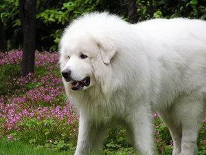 大白熊犬换毛怎么护理 大白熊犬换毛期间护理方法