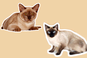 缅甸猫和暹罗猫的区别有哪些
