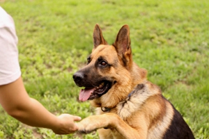 宠物狗训练握手方法