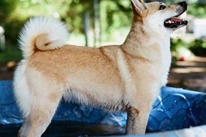 挪威布哈德犬患脓皮症怎么办 脓皮症治疗方法