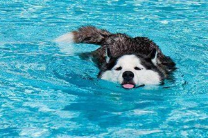 怎么训练小狗游泳