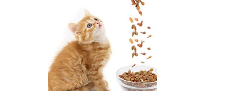 猫挑食怎么办 猫挑食会让自己饿死吗？