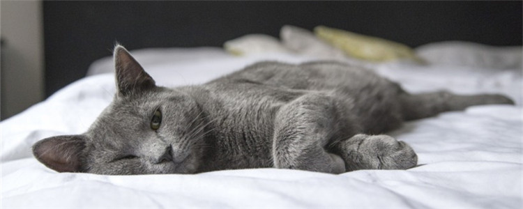 猫咪喜欢睡床怎么办 怎么才能改正猫咪睡床的习惯