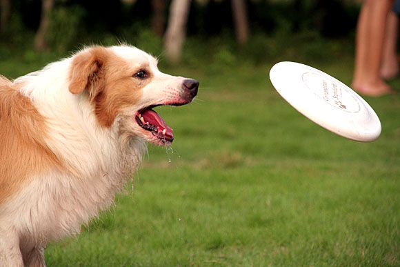 如何训练狗玩飞盘