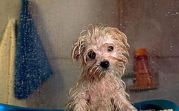 狗狗几个月可以洗澡 幼犬什么时候可以洗澡