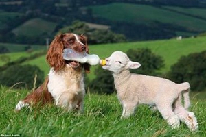 牧羊犬训练放羊方法有哪些