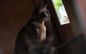 缅甸猫有什么遗传疾病 缅甸猫遗传疾病介绍