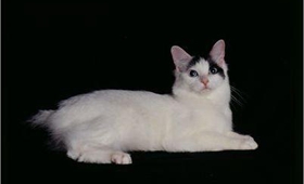 日本短尾猫视网膜炎有什么症状 视网膜炎症状介绍