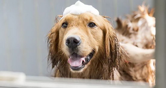 狗洗澡流程及注意事项