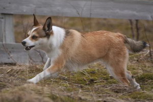 挪威伦德猎犬怎么训练 挪威伦德猎犬训练心得