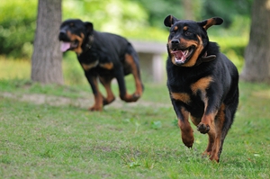罗威纳犬怎么训练看家 罗威纳犬看家训练