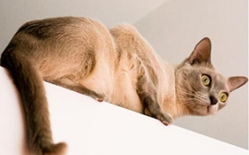 东奇尼猫肾衰有什么症状 东奇尼猫肾衰症状介绍