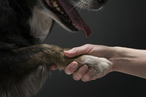 怎么训练狗握手