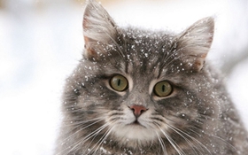 怎么治疗西伯利亚猫的跳蚤性皮炎 跳蚤性皮炎症状介绍
